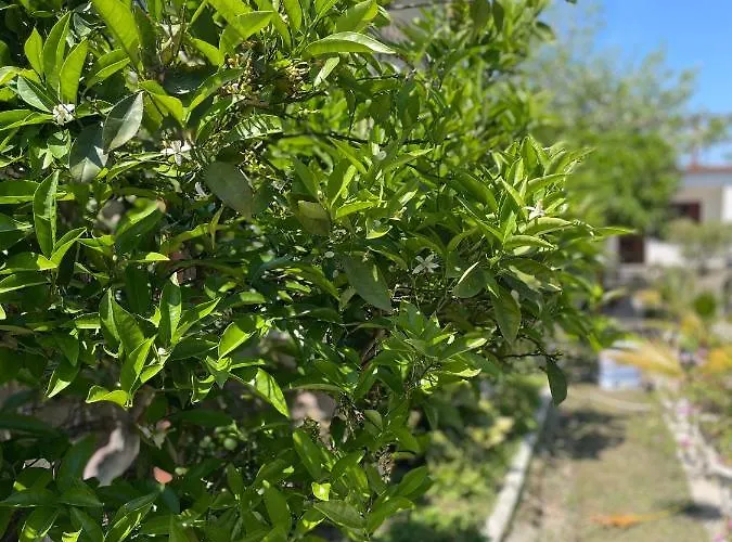 Guest house Vila Cano *